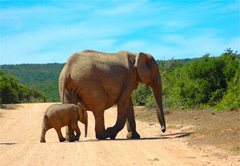 私人阿多大象国家公园之旅