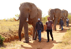 阿多大象国家公园和大象一起散步