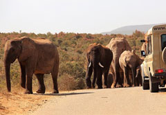 阿多大象国家公园，半天(hd01)