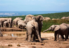 东开普省阿多大象国家公园
