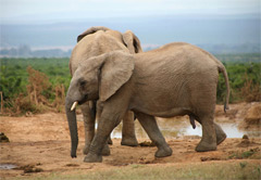 阿多大象国家公园和Schotia大5 Priva