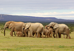 阿多大象公园和amakhala私人保护区