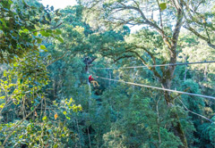 Canopy Treetop Tour and Storms River Mouth