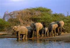 阿多河野生动物园和阿多国家大象公园